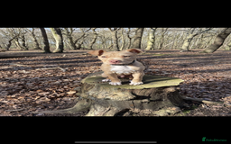 Staffordshire Bull Terrier dogs for sale: Beautiful Bailey  - Image 6