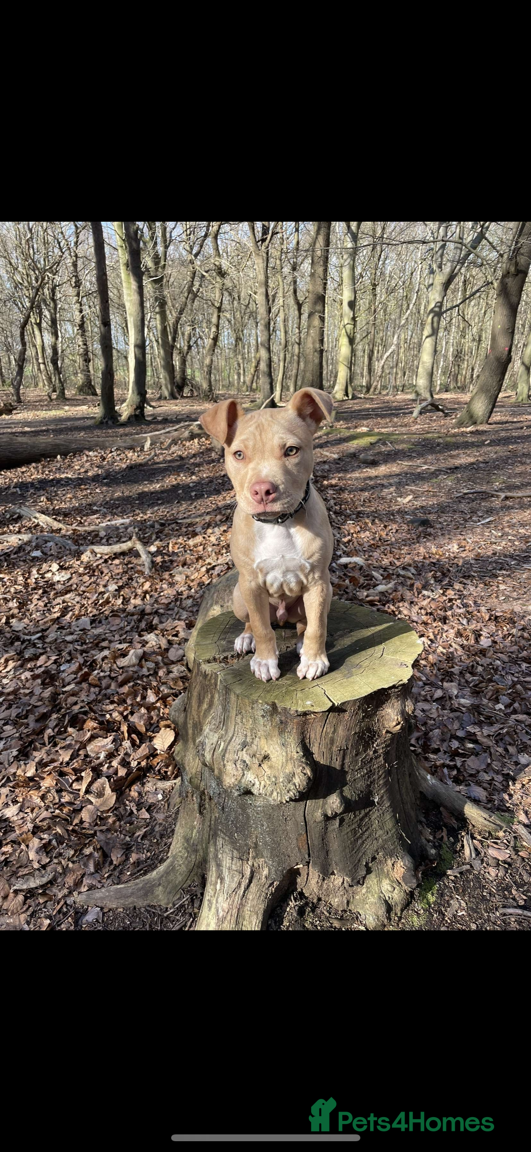 Staffordshire Bull Terrier dogs for sale: Beautiful Bailey  - Image 6