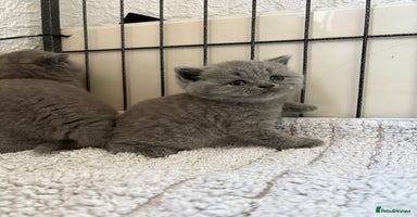 British Shorthair cats - Advert 4
