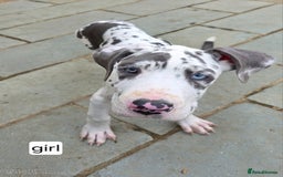 Great Dane dogs for sale: Great dane puppies for sale  - Image 1