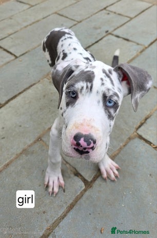 Great Dane dogs - Advert 2