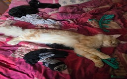 Maine Coon cats for stud: Eric Cartman - Image 3