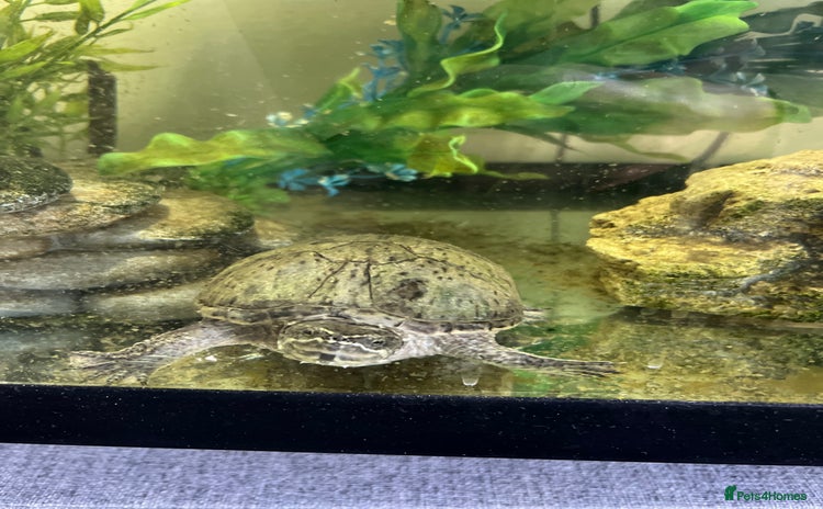 Terrapin reptiles - Advert 1