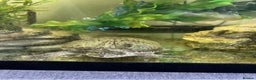 Terrapin reptiles for sale: Skittz the musk terrapin and set up for sale  - Advert 3