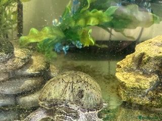 Terrapin reptiles for sale - Advert 1