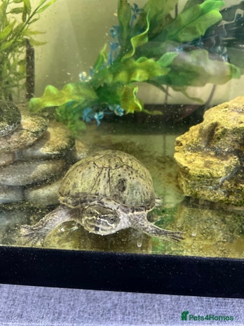 Terrapin reptiles - Advert 1