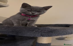 British Shorthair cats for sale: British short hair  - Advert 9