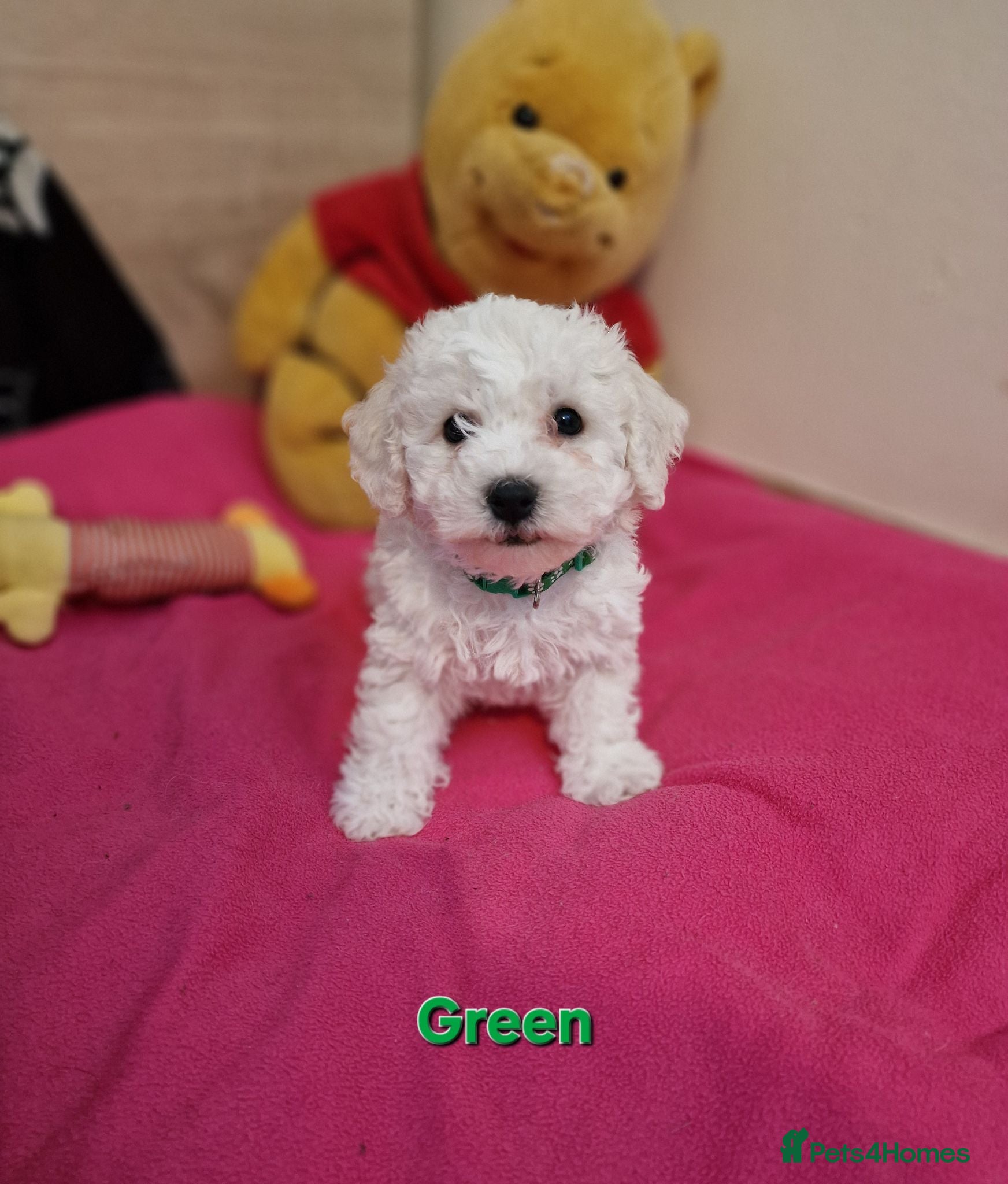 Bichon Frise dogs Bichon Frise Last Puppy – Champion Bloodline - Advert 2