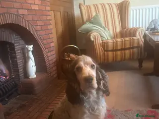 Cocker Spaniel dogs KC show Cocker Spaniel at Stud - Advert 1