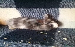 Lionhead rabbits for sale: Blue harlequin Mini lion lops  - Image 9