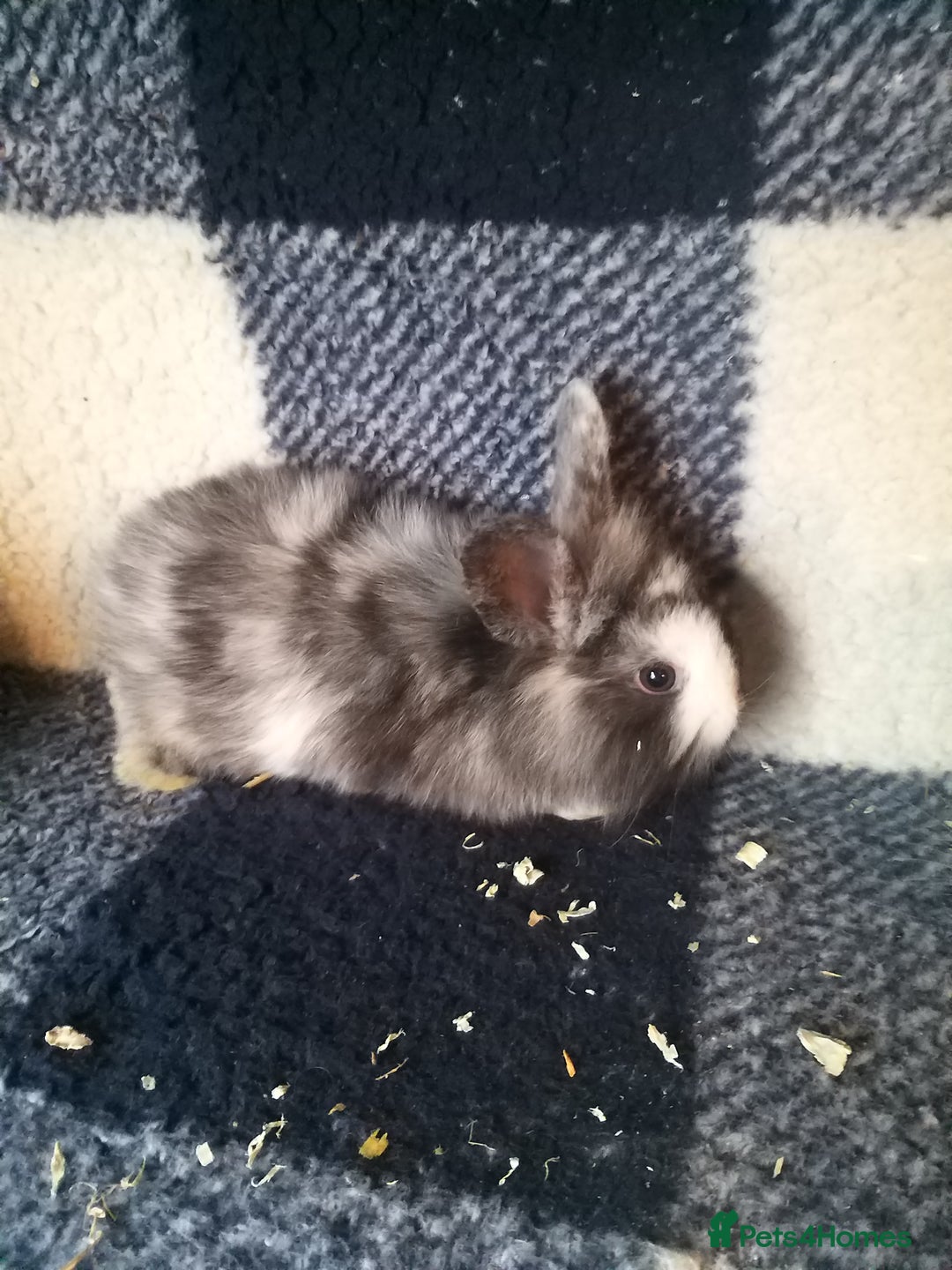 Lionhead rabbits for sale: Blue harlequin Mini lion lops  - Image 9