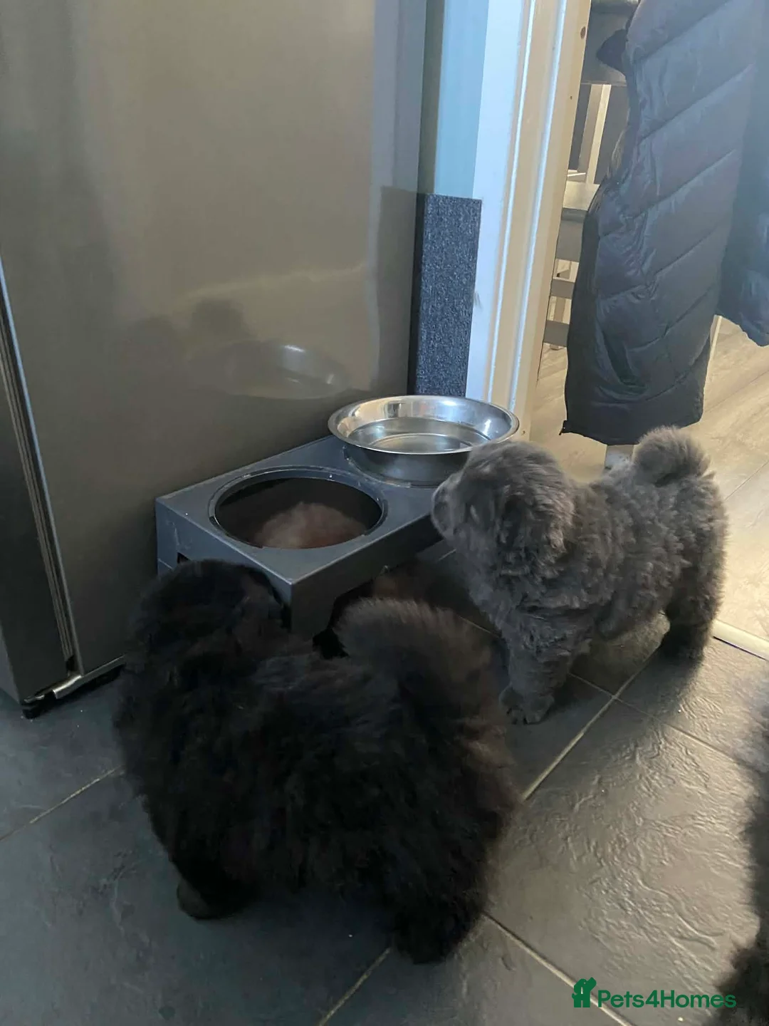 Chow Chow dogs for sale: Rough Coat Chow Chow Puppies in Peterborough - Advert 18