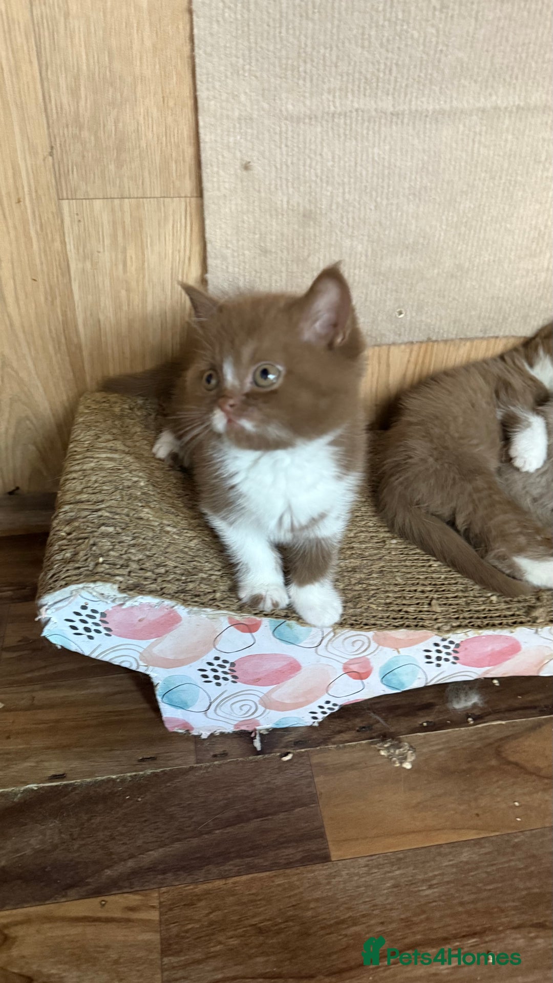 British Shorthair cats for sale: BSH kittens parents gccf - Image 1