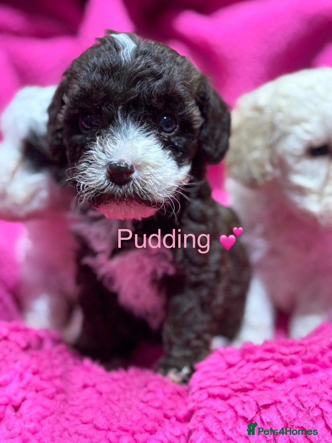 Cockapoo dogs for sale: 💛*COCKERPOO’S READY NOW in Cheshire*💛🏡 - Advert 31