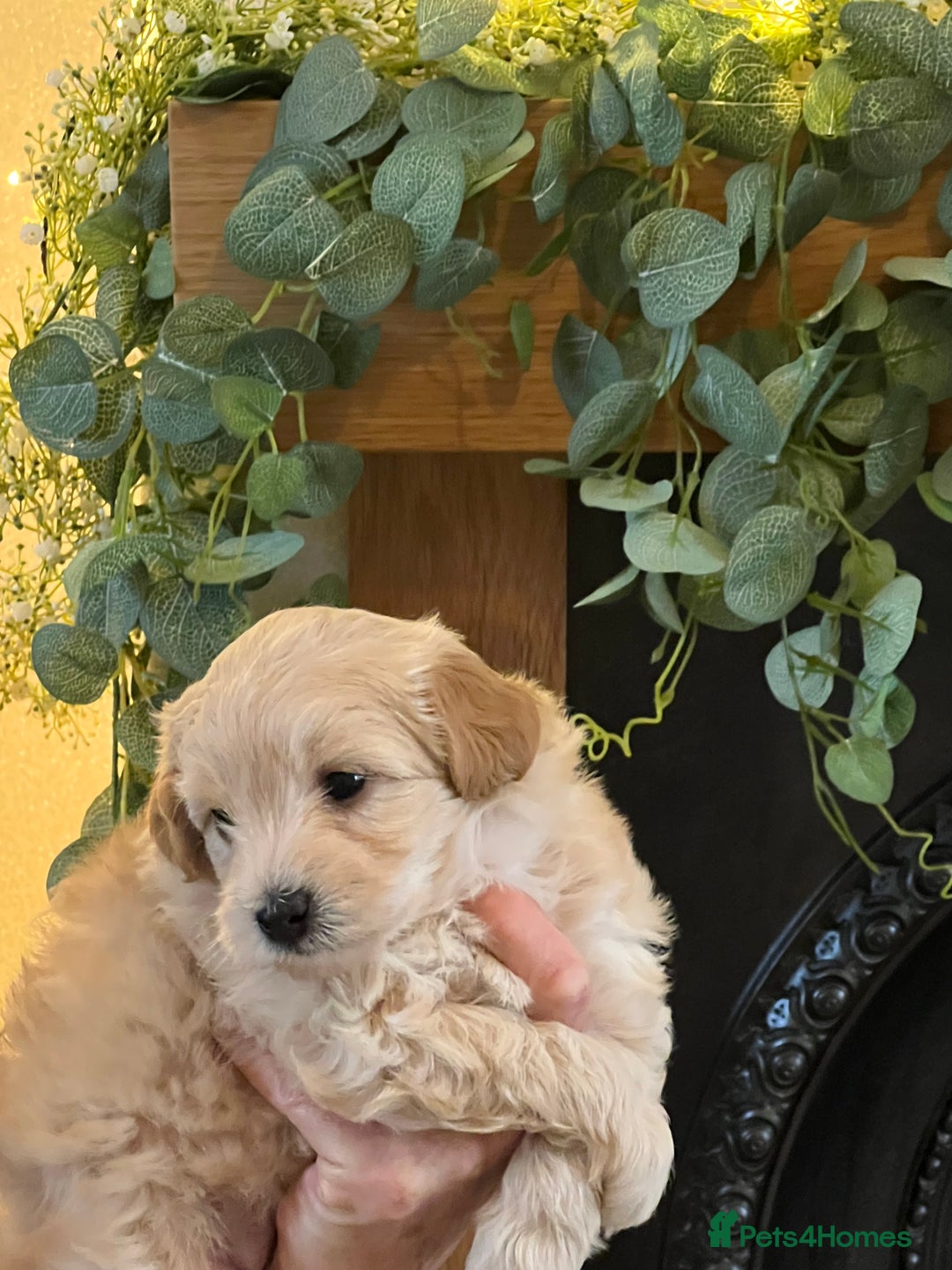 Maltipoo dogs for sale: Maltipoo puppies  - Advert 9