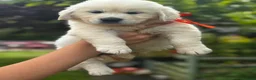 Golden Retriever dogs for sale: KC Cream litter from great health tested parents  - Advert 16