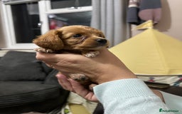 Cockapoo dogs for sale: Miniature cockapoo puppies - Image 6