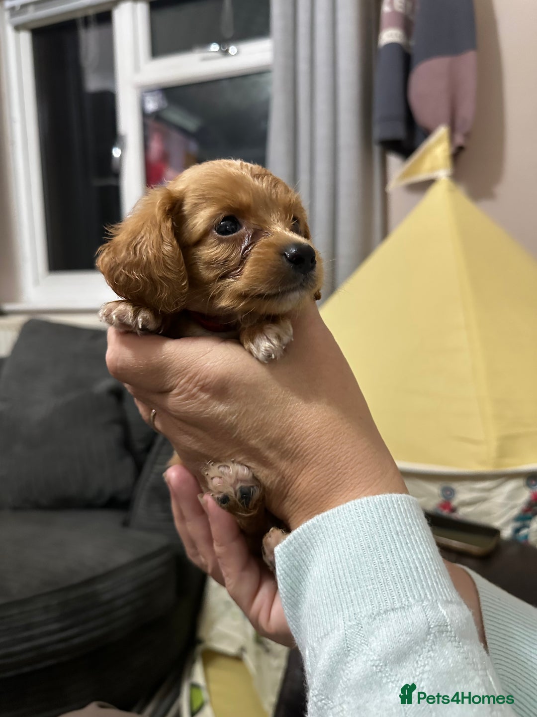 Cockapoo dogs for sale: Miniature cockapoo puppies - Image 6