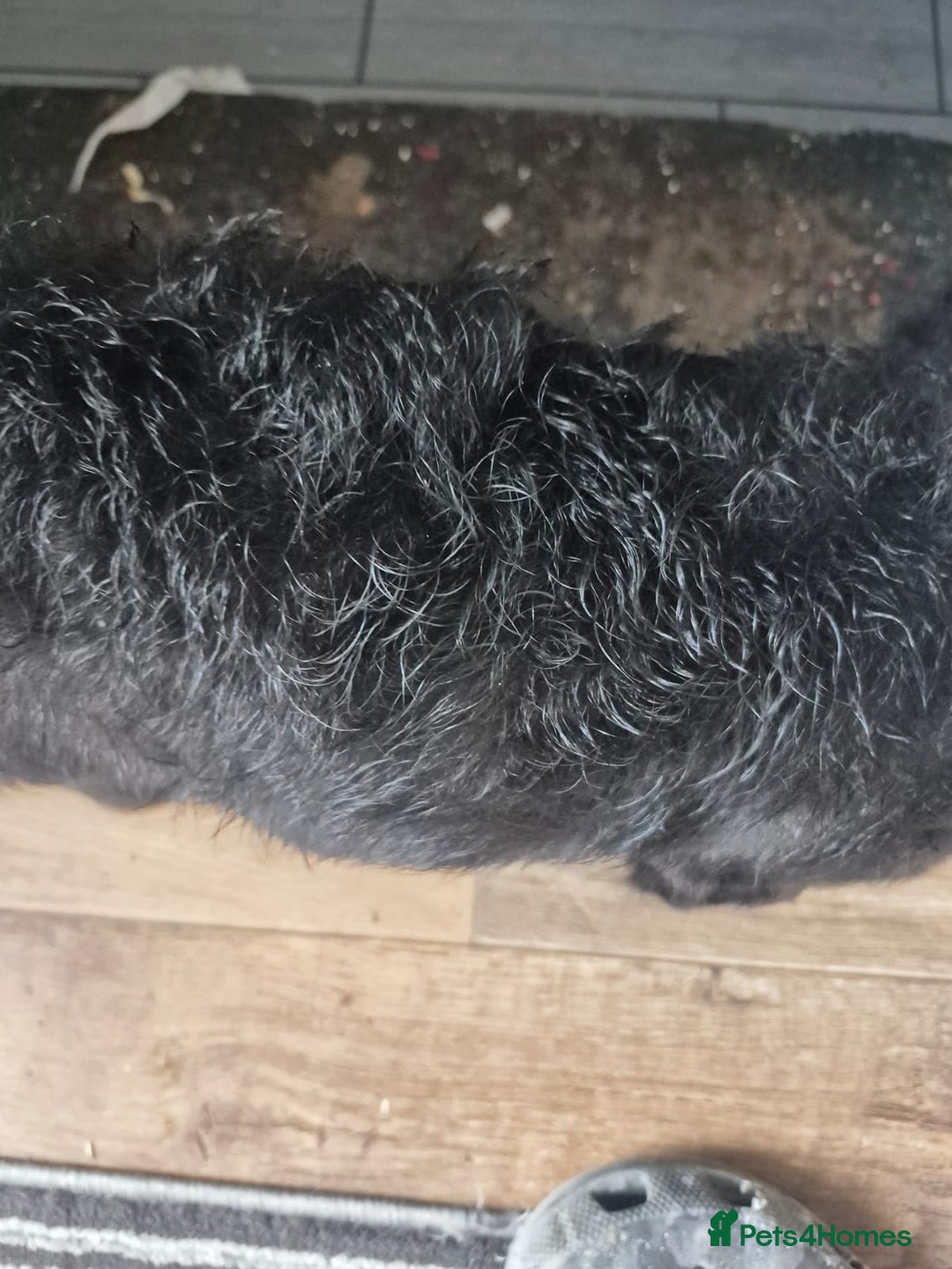 French Bulldog dogs for sale: Fluffy C2 curly french bulldog - Image 3