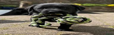 Labrador Retriever Puppy 1