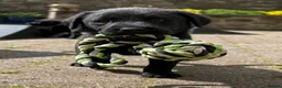 Labrador Retriever dogs for sale: **1x stunning KC black lab dog remaining** - Advert 8