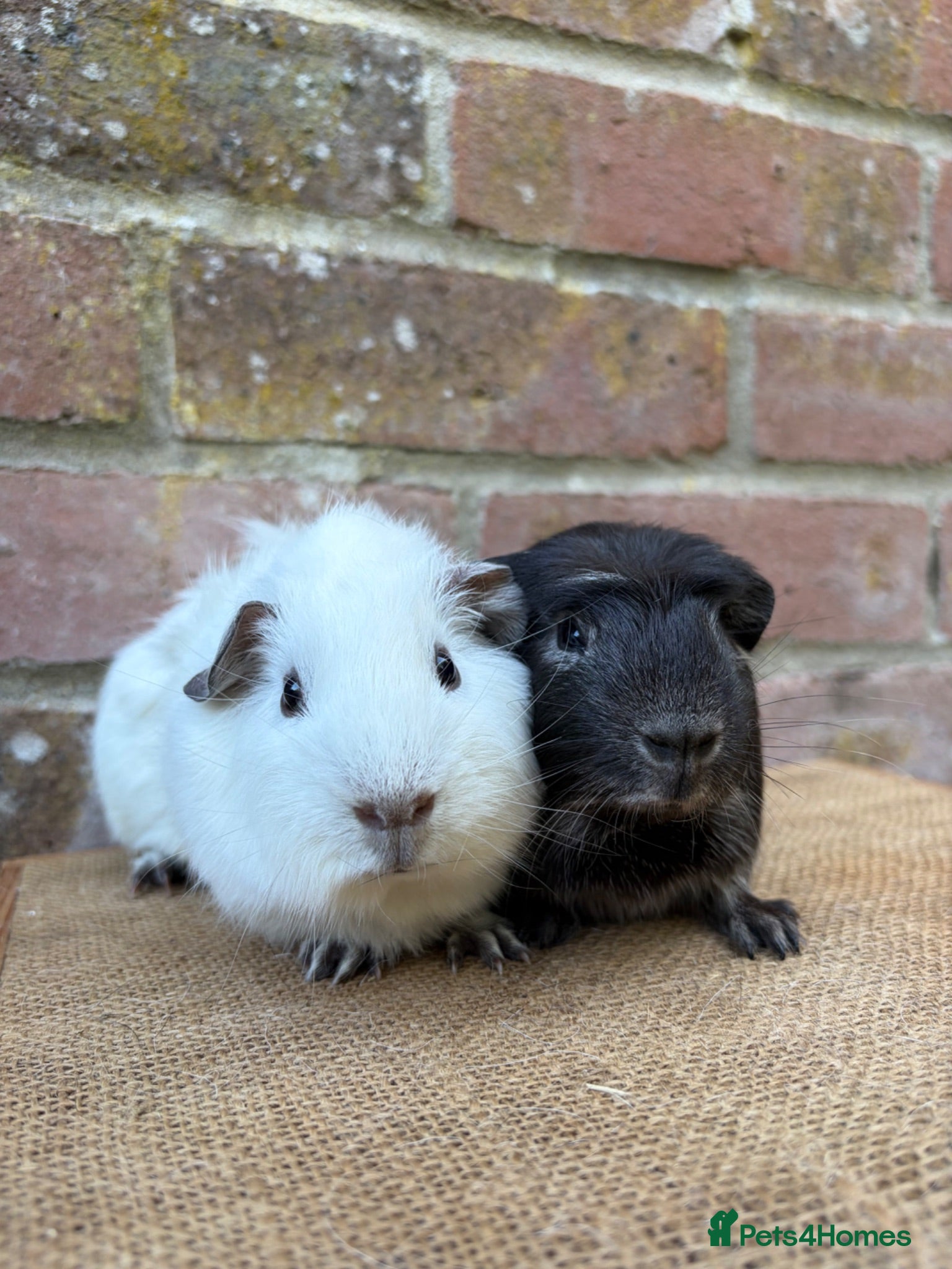 Guinea Pig rodents Handsome boars  - Advert 2