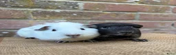 Guinea Pig rodents for sale: Handsome boars  - Advert 1