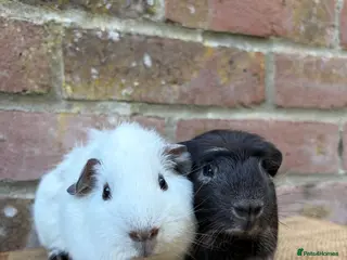 Guinea Pig rodents Handsome boars - Advert 1