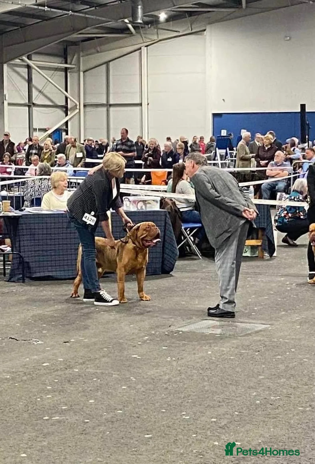 Dogue De Bordeaux dogs for stud: stud available in Carlisle - Advert 11