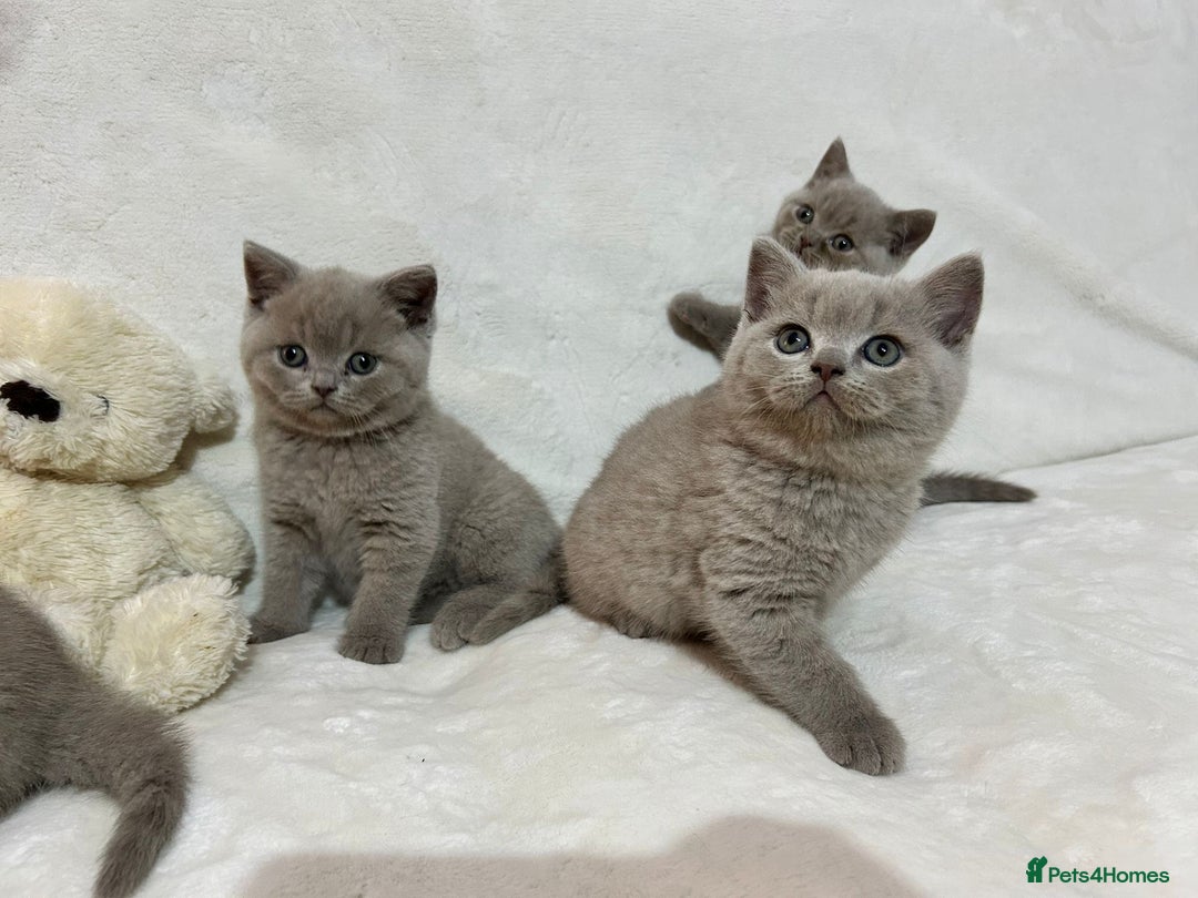 British Shorthair cats for sale: Stunning British Shorthair Lilac are available  - Advert 12