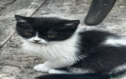 Mixed Breed cats for sale: 3 female kittens ready to go  - Image 23