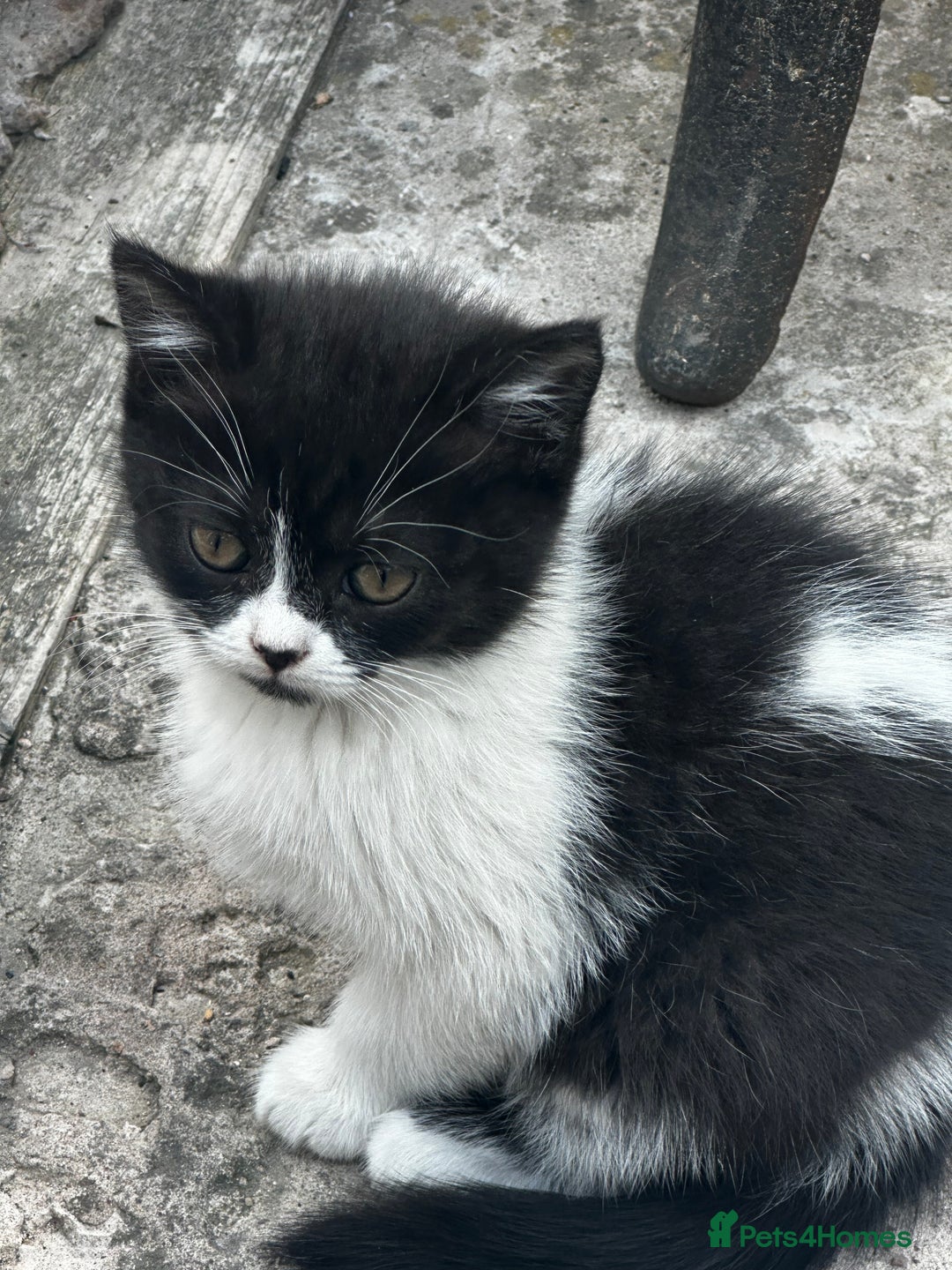 Mixed Breed cats for sale: 3 female kittens ready to go  - Image 23