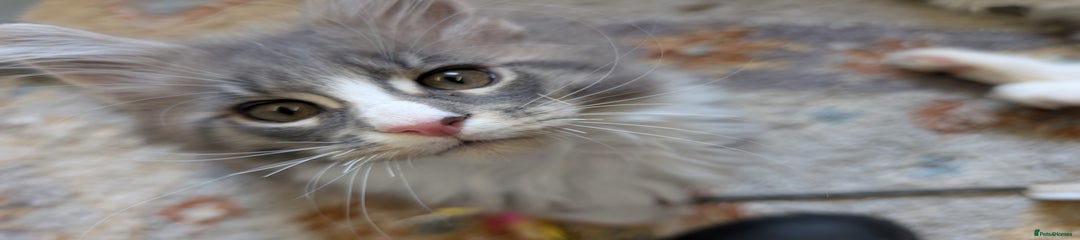 Maine Coon Kitten 2