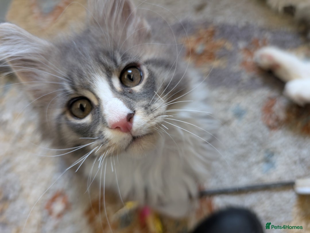 Maine Coon cats for sale: Maine Coon Kittens GCCF - Image 5