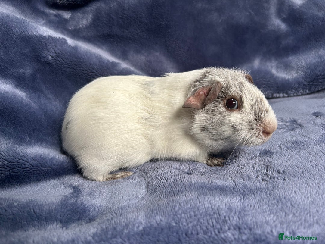 Guinea Pig rodents for sale: Dalmation baby Guinea pigs - Advert 17