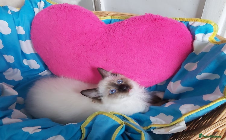 Ragdoll cats - Advert 9