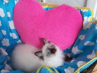 Ragdoll cats - Advert 25