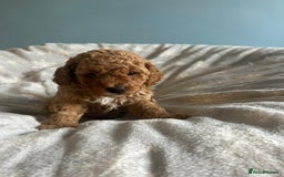 Cavapoo dogs for sale: Stunning F1B Cavapoo puppies  - Image 11