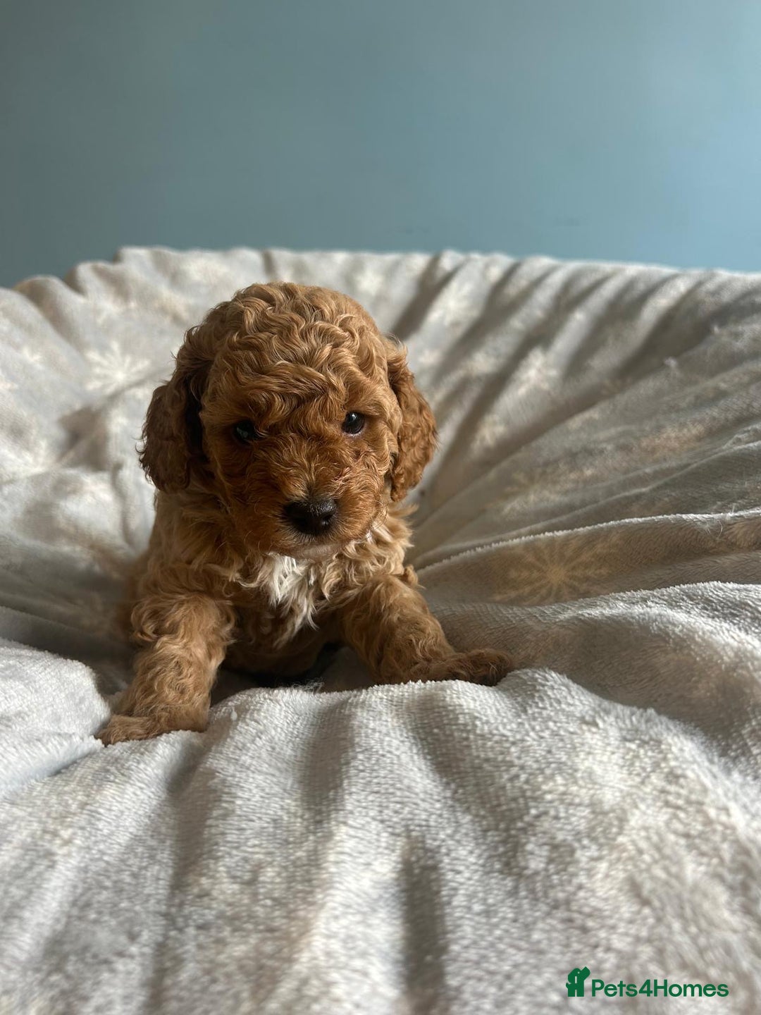 Cavapoo dogs for sale: Stunning F1B Cavapoo puppies  - Image 11