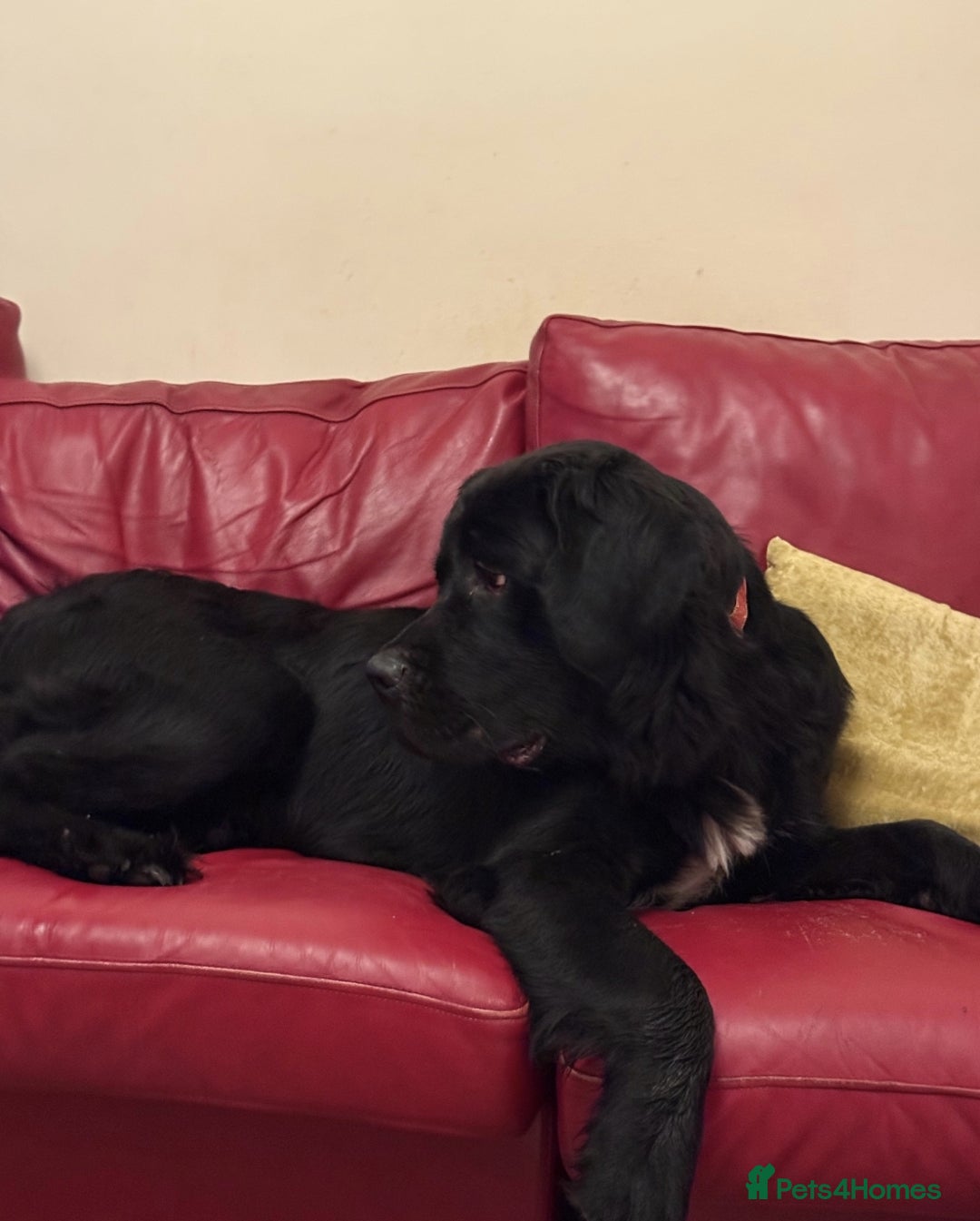 Mixed Breed dogs for sale: Newfoundland x chow chow pup - Advert 1