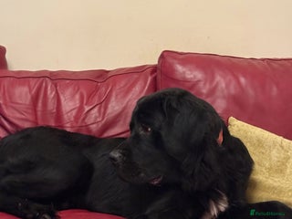 Mixed Breed dogs Newfoundland x chow chow pup - Advert 2