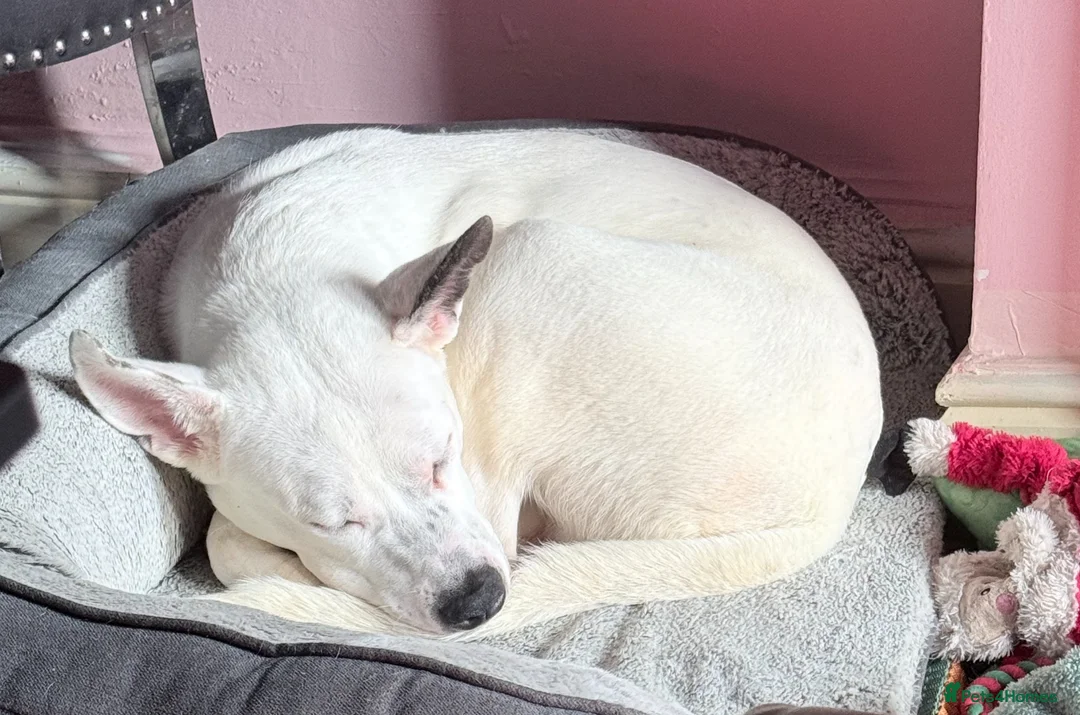 Mixed Breed dogs for sale: Akita/staffy puppy 7 months old in Warrington - Advert 2