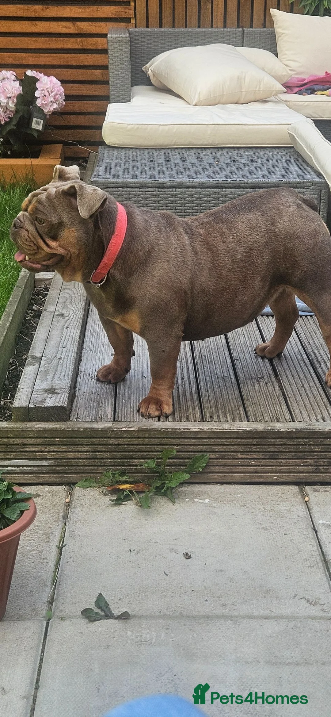 English Bulldog dogs for sale: KC registered English Bulldog  in North Shields - Advert 2