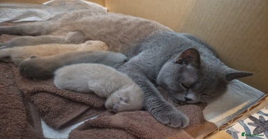 British Shorthair cats - Advert 7