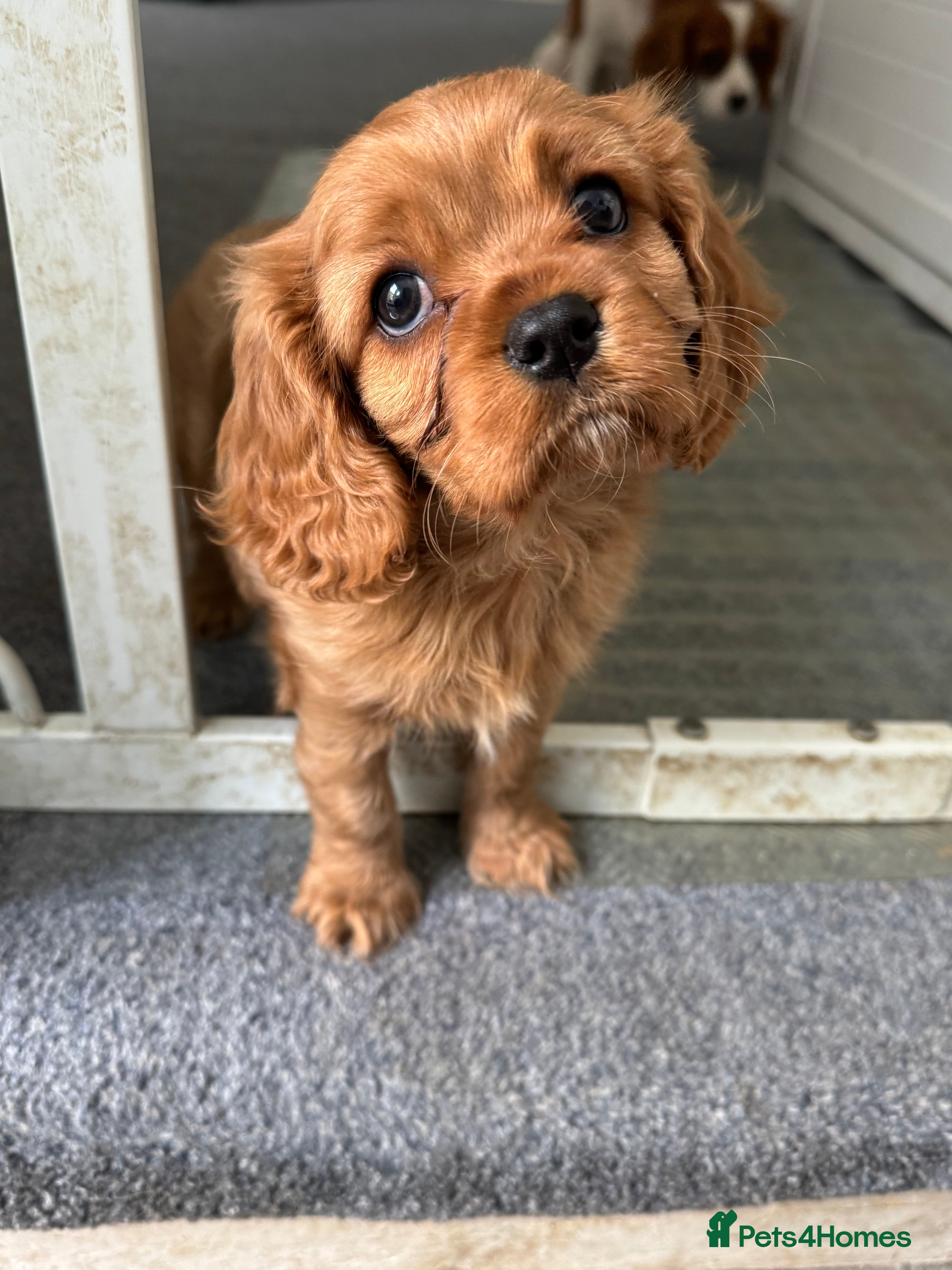 Cavalier King Charles Spaniel dogs Male King Charles Cavalier Puppies 🩵💙 - Advert 16