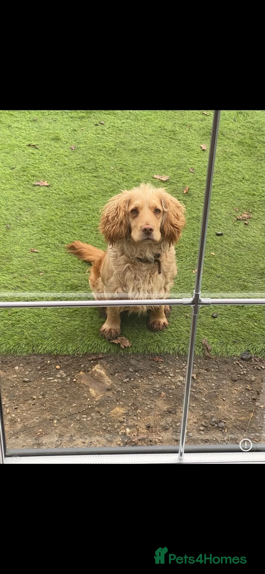 Cocker Spaniel dogs for sale: Working KC ftch pedigree full bred - Advert 5