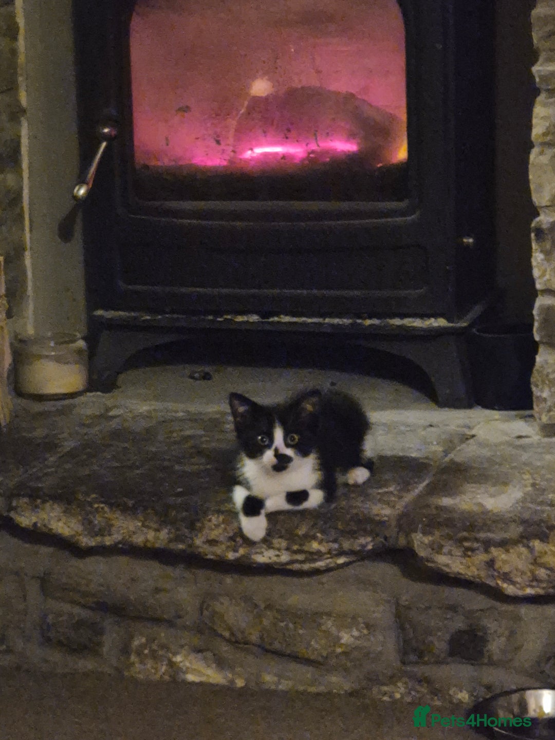 Mixed Breed cats for sale: 1 female kitten, very playful - Advert 2