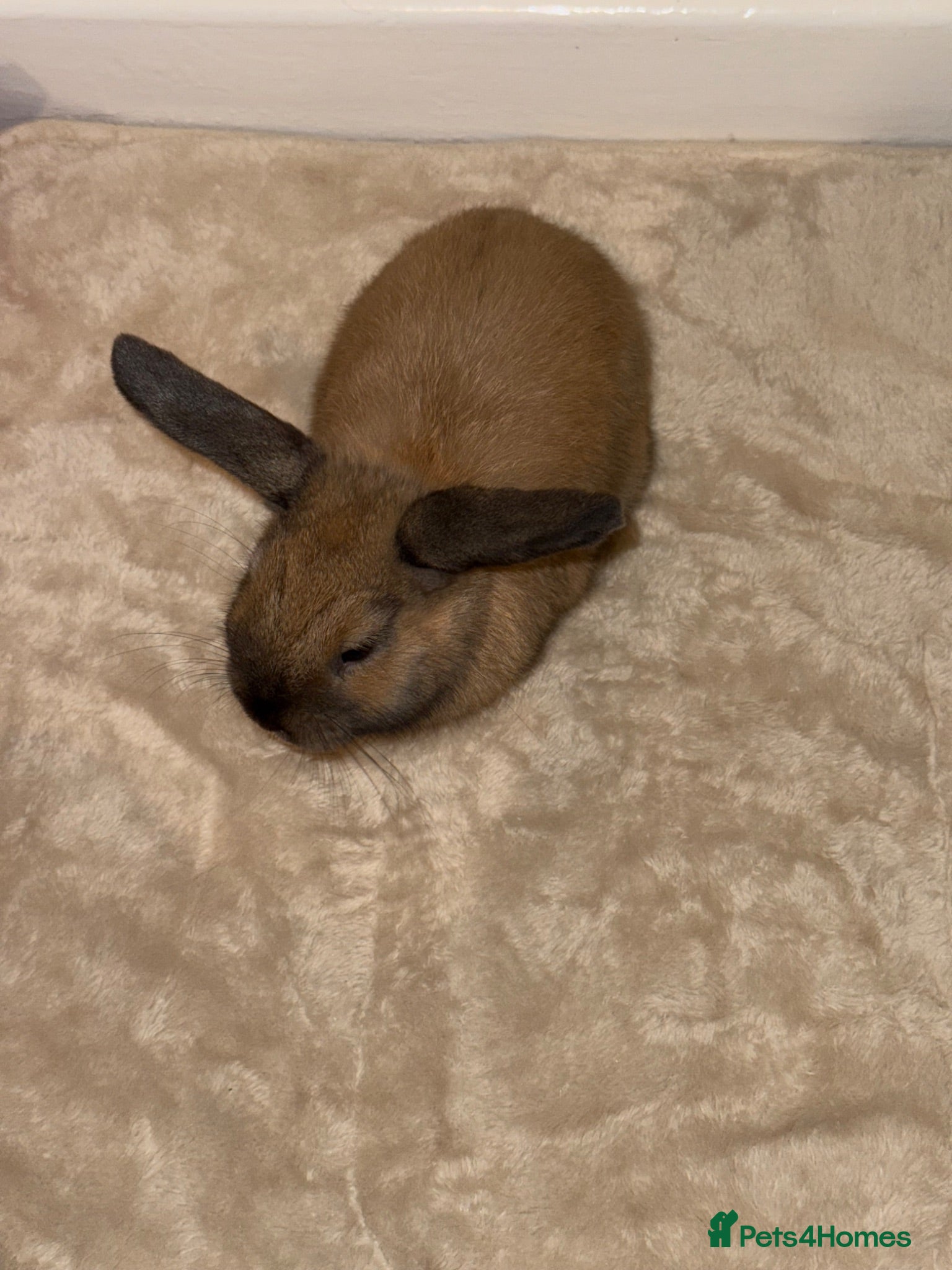 Mini Lop rabbits Mini Lop - Advert 7