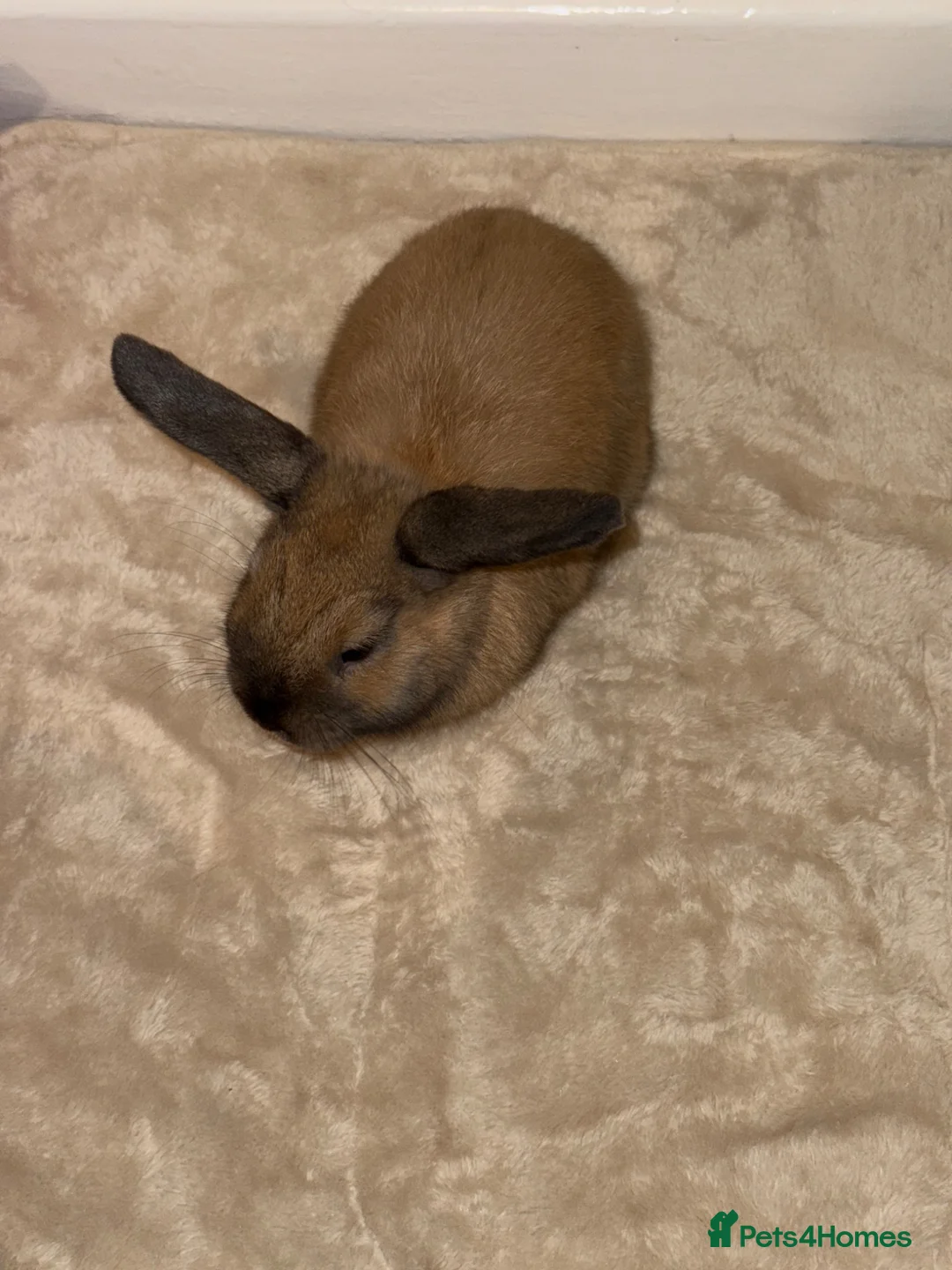 Mini Lop rabbits for sale: Mini Lop in Torpoint - Advert 1