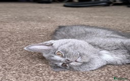 British Shorthair cats for sale: Beautiful kittens - Image 14
